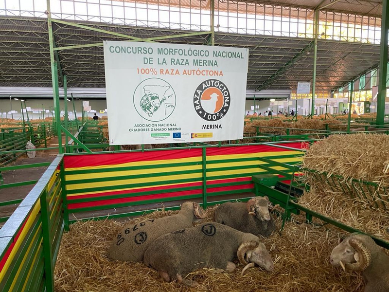 La nave de ovinos de la Feria de Zafra cuenta con más de 1000 ejemplares de extraordinaria calidad