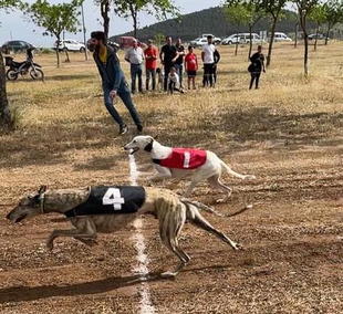 Un total de 56 perros participaron en la Carrera de Galgos de San Isidro de Los Santos de Maimona