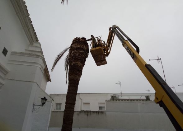 Varias palmeras de Fuente del Maestre afectadas por la plaga del picudo rojo