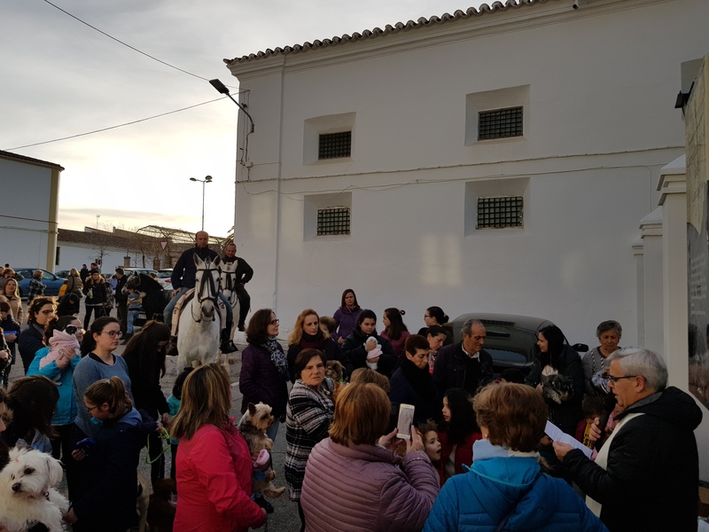 Numerosos animales fueron llevados en Fuente del Maestre a la tradicional bendición por San Antón