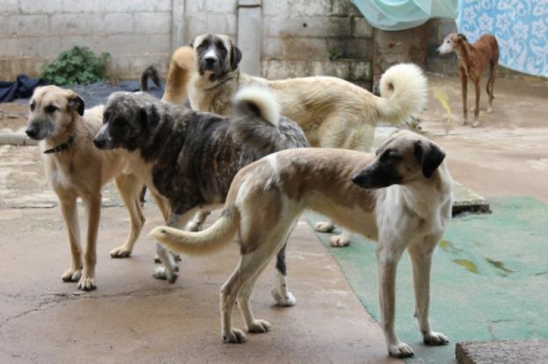 El Ayuntamiento de Zafra instalará un núcleo zoológico para menos de 10 animales en la Huerta Blanco  