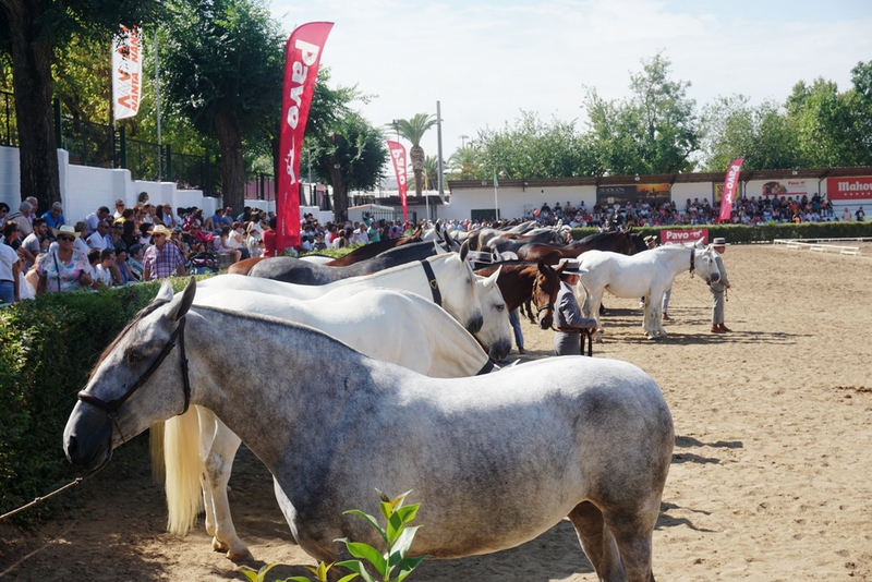 El Pura Raza Español se presenta en la Feria Ganadera virtual de Zafra como referente mundial del caballo