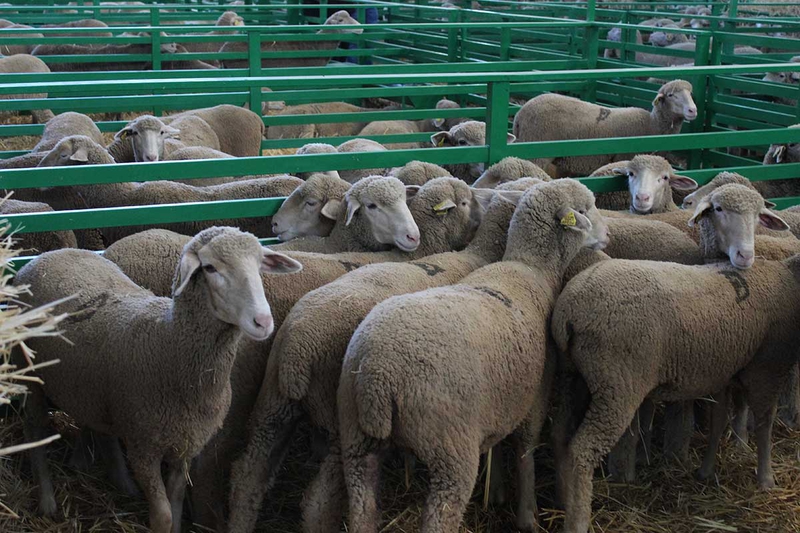 El sector del ovino analiza en la FIG de Zafra virtual su actual situación y el trabajo en pro de la mejora de las razas