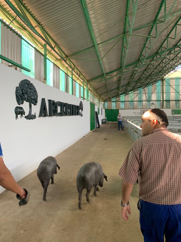 AECERIBER cuenta con 170 ejemplares de 13 ganaderías de porcino ibérico en la Feria de Zafra
