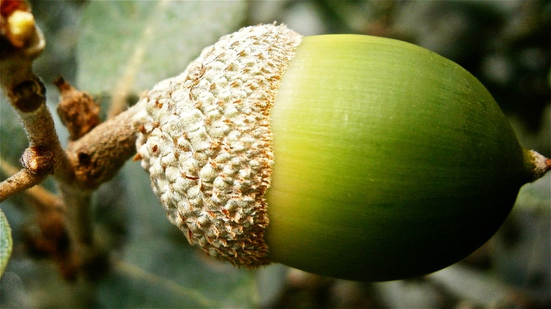 Convocado el I Concurso de Fotografía de Naturaleza de la Mancomunidad Río Bodión