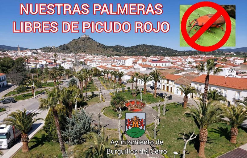 Las palmeras de Burguillos del Cerro libres de picudo rojo