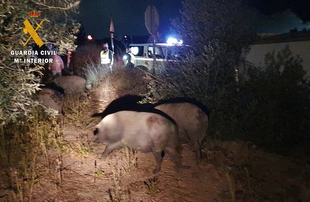 Detienen a un vecino de Puebla de Sancho Pérez por la presunta sustracción de cerdos en una finca de Medina de las Torres