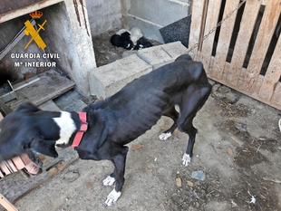 La Guardia Civil investiga a una vecina de Zafra por un supuesto delito de maltrato  animal