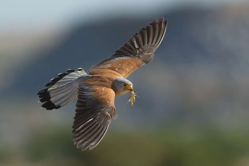 Cuatro rutas `Urban Birding programadas en Zafra durante julio y agosto