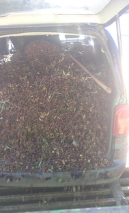 La Policía Rural de Los Santos de Maimona impide el robo de 2.400 kilos de aceituna en una finca del paraje La Pavona