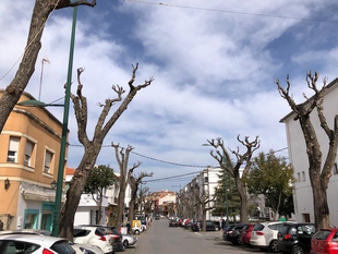 Comienza la campaa de poda en Zafra y se est actuando contra la procesionaria