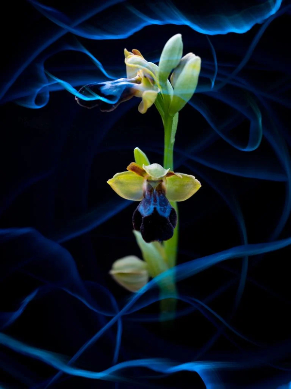 La Exposición `El mundo mágico de las orquídeas será inaugurada hoy en Los Santos de Maimona