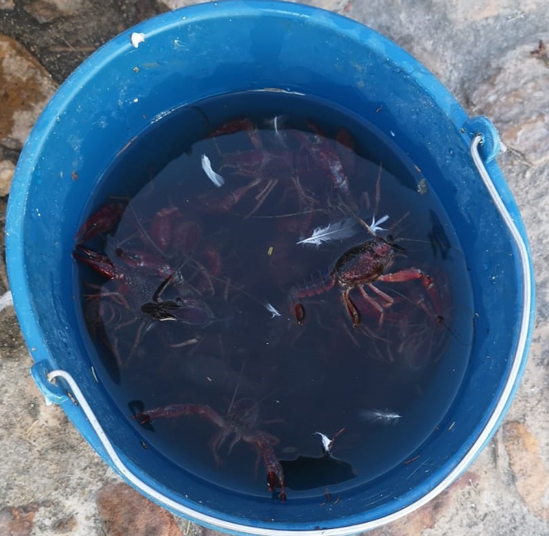 Retirados unos 70 cangrejos rojos americanos del Pilar del Duque de Zafra