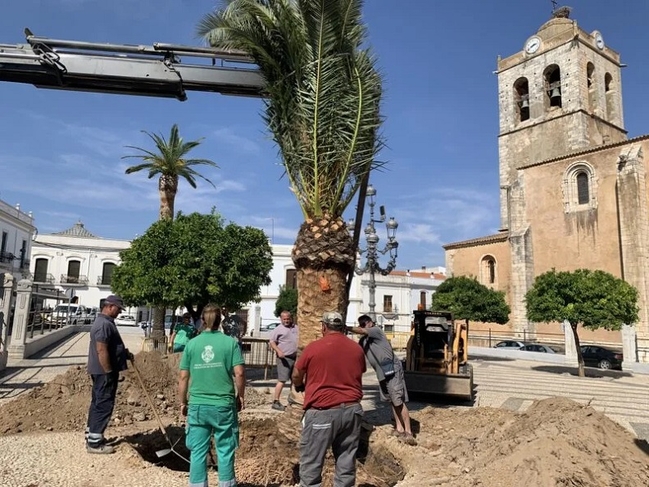 Replantación de las dos palmeras de la Plaza de España de Los Santos de Maimona