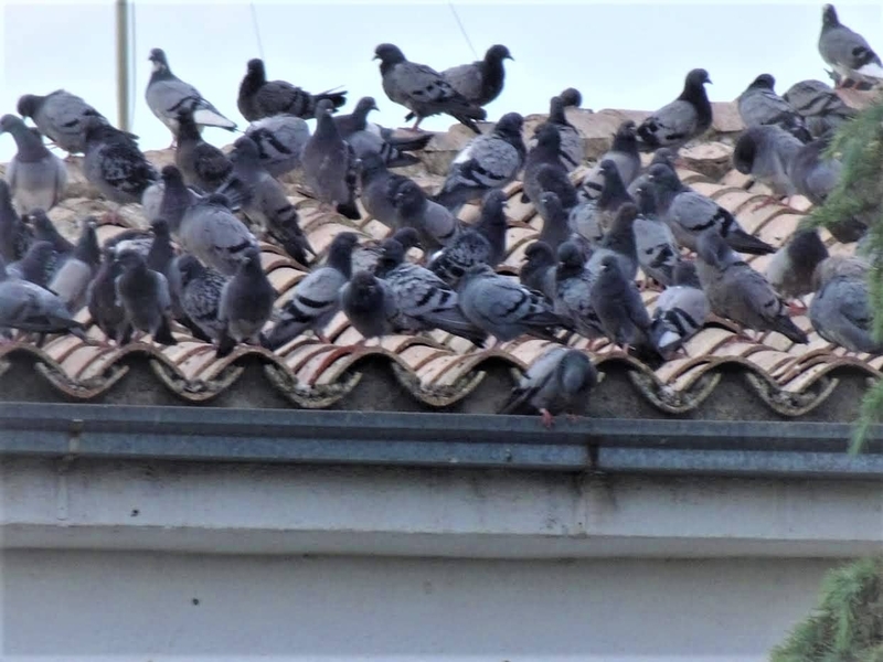 El Ayuntamiento de Zafra contrata a una empresa que estará encargada de reducir la presencia de palomas