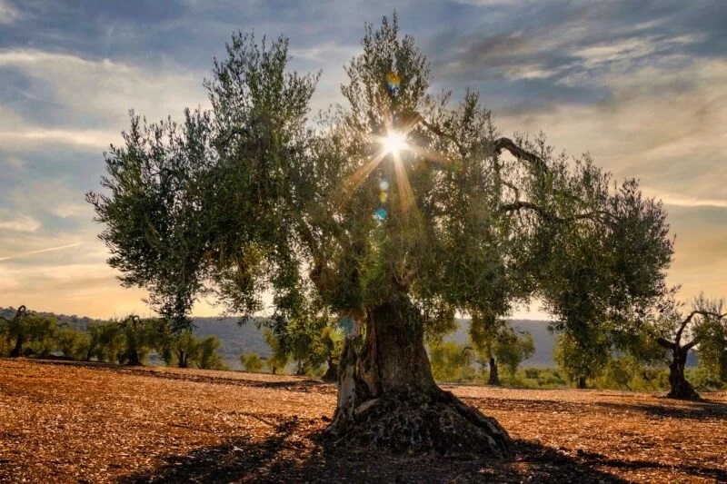 La fotografía de Manuel Ramos promocinará la Cooperativa Virgen de la Estrella tras ganar el concurso