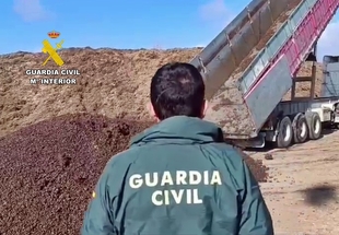 Destruidos los 28.920 kilos de aceituna inmovilizados a una empresa de La Parra 