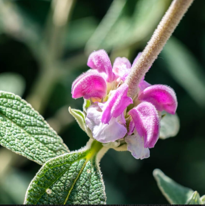 Las plantas medicinales del entorno fontanés este martes en el curso `Cultura para Todos´