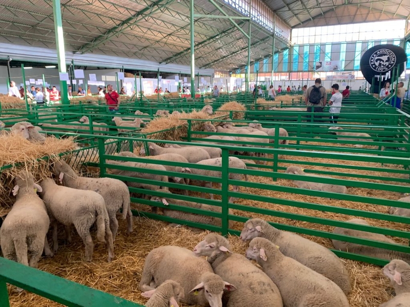 La Feria de Primavera de Zafra 2024 abre sus puertas desde mañana con un amplio programa de actividades