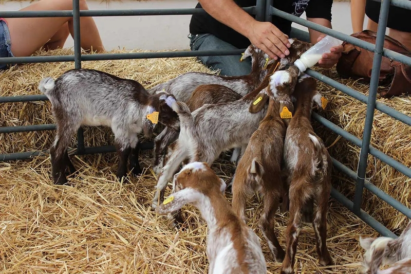 La Entidad Ferial de Zafra sienta las bases de la próxima edición de la FIG, en la que habrá algunas novedades