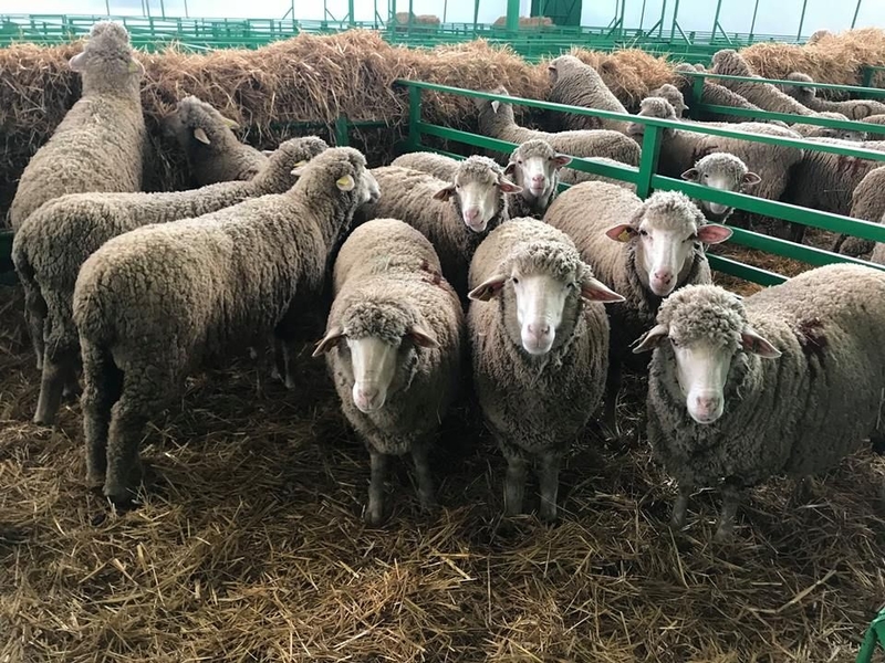 Buenos resultados en las subastas de ovino de la Feria de Primavera, con un 100 % de hembras adjudicadas 