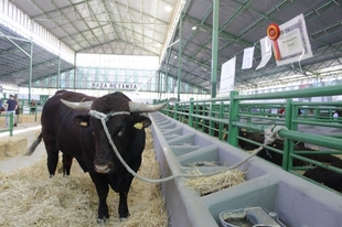 Mañana comienza en Zafra una Feria de Primavera con novedades en presencia de ganado y jornadas técnicas