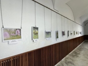 Abierta la exposición de fotografías de las IV Jornadas de las Orquídeas en Los Santos de Maimona