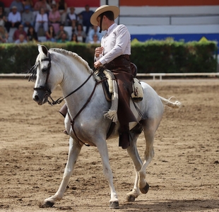 El Carrusel Ecuestre del alumnado de la Asociación ANCAPEDRO será el sábado 27 de septiembre en Zafra