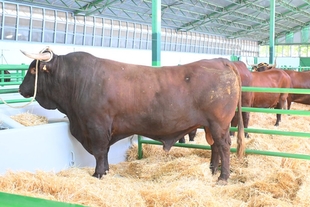 La Feria Internacional Ganadera de Zafra será inaugurada mañana a las 12.00 horas con grandes expectativas