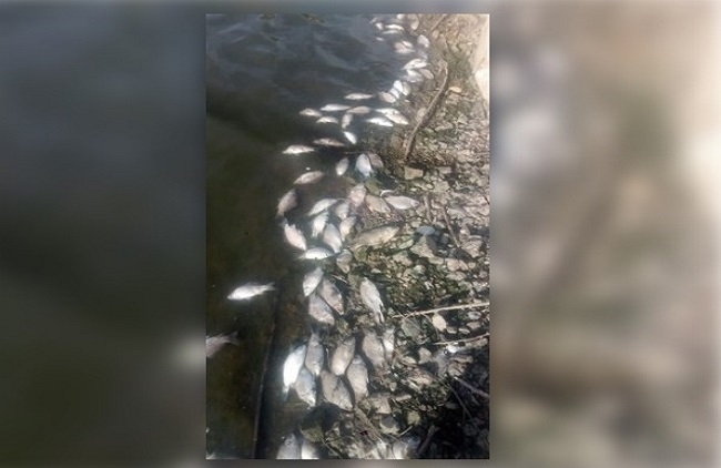 Denuncian la aparición de miles de peces muertos en una presa perteneciente al término municipal de Fuente del Maestre