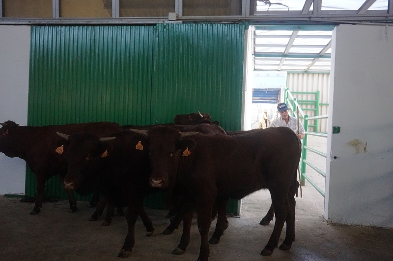 Cerca de 2.500 cabezas de ganado ovino, vacuno, porcino ibérico y equino, en la FIG de Zafra 