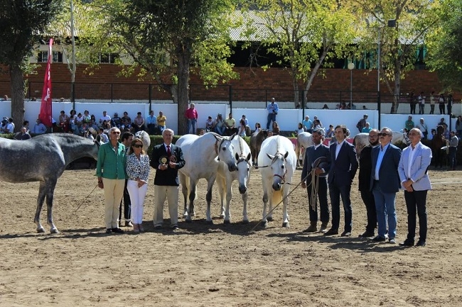 La Asociación de Caballos de Pura Raza Española entregó los premios a los mejores animales de los 115 presentados